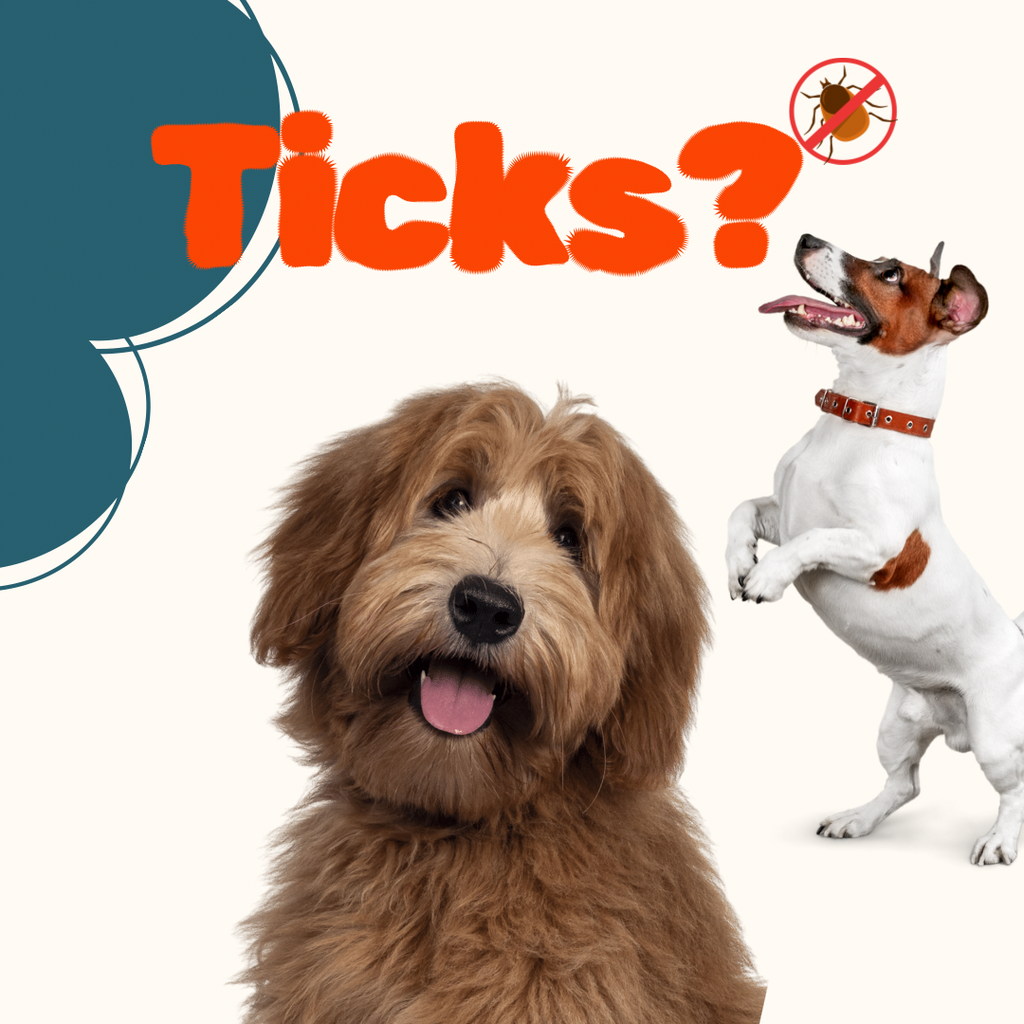 Safeguard Your Pets from Ticks: Essential Tips for Spring & Summer